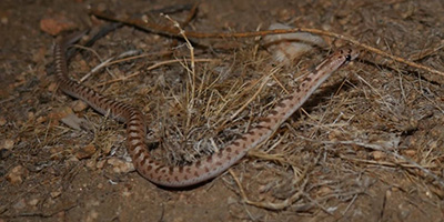Oklahoma City snake